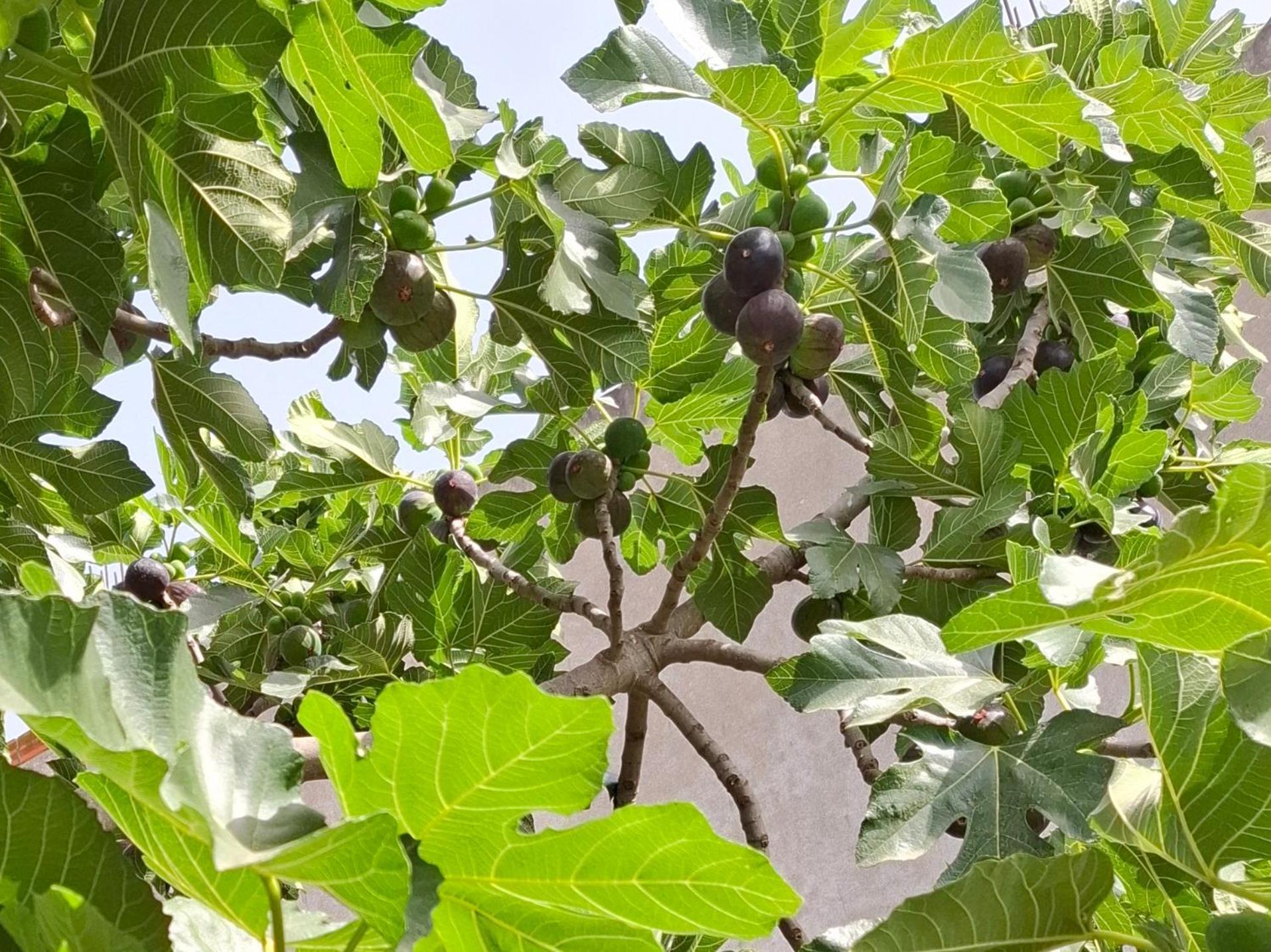 Vila Noar فلورا المظهر الخارجي الصورة